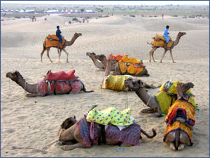 History of Rajasthan: Camels in Desert
