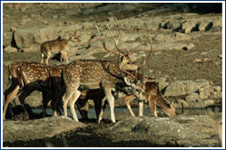 Desert National Park, Jaisalmer