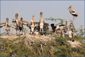 Keoladeo Ghana National Park, Bharatpur