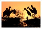 Keoladeo National Park, Bharatpur