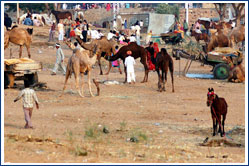 Pushkar Fairs, Rajasthan