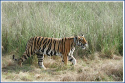 Ranthambhor National Park, Jaipur