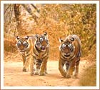 Tigers at Ranthambore National Park