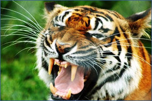 Wildlife of Rajasthan: Tiger