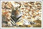 Tiger at Bandhavgarh National Park