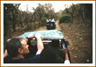 Jeep Safari, Kanha National Park