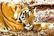 Tiger at Kaziranga National Park