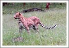 Leopard at Bandipur National Park