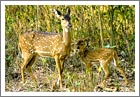 Chital at Nagarhole National Park