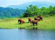 Periyar Wildlife Sanctuary, Periyar