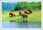 Elephant at Periyar NAtional Park