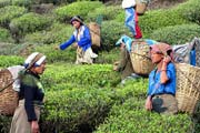 Tea Plantations, Darjeeling