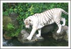 White tiger, Umaria